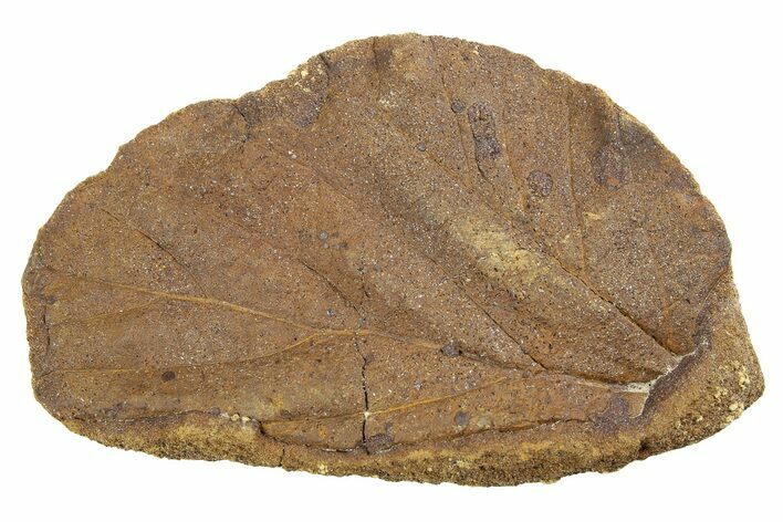 Fossil Leaf Nodule - Hell Creek Formation #253086